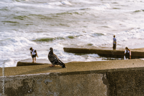 A pigeon watching human on the beach © ChunMing