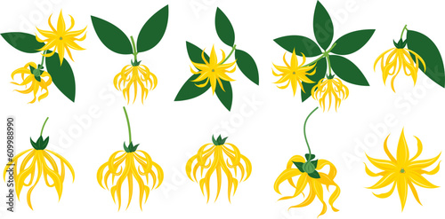 Ylang ylang vector clip art set of tropical botanical illustrations. Yellow wild flowers with green leaves. Vector illustrations.