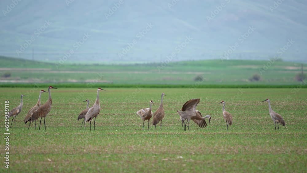 Sandhill Cranes jumping and playing in a green pasture in Wyoming. Sandhill Cranes jumping and playing in a green pasture in Wyoming.