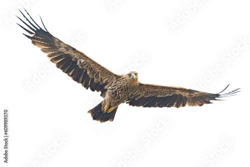Eastern Imperial Eagle flying isolated on white background