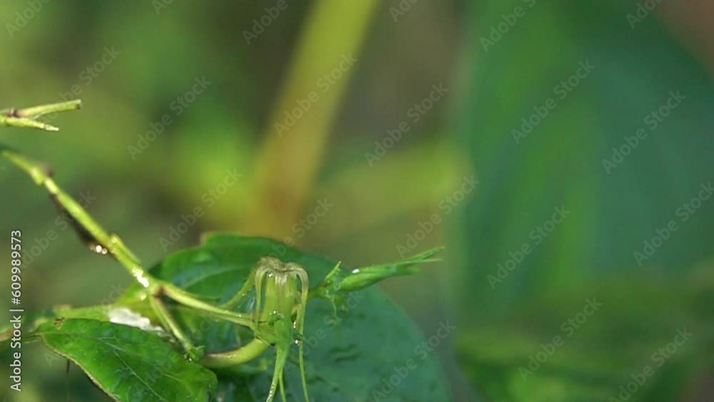 Close-up seed plant broken in the rain season slow motion Close-up seed plant broken in the rain season slow motion