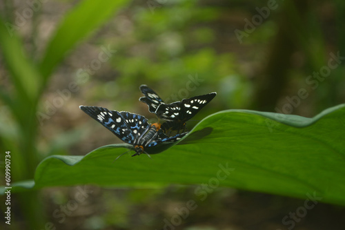 Closeup beautiful Butterflies on taro leaves with black and blue colors