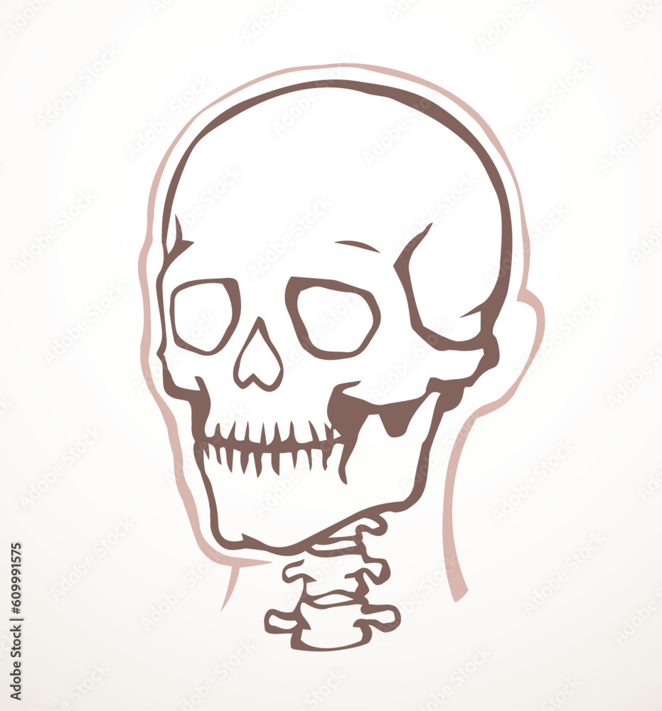 Vector drawing. Skull and neck bones Vector drawing. Skull and neck bones