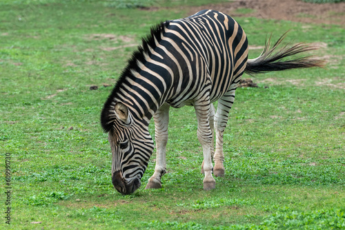 Zebra in the Parque Zoologico Lecoq in the capital of Montevideo in Uruguay