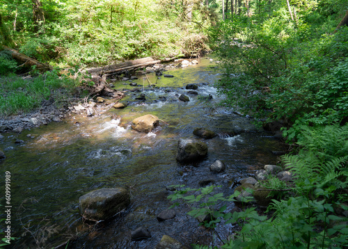 Silver Creek In Park 5