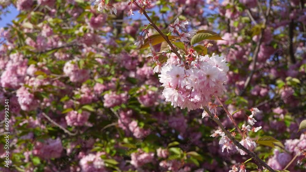 Branches of blossoming cherry blossoms sway in the wind. Beautiful pink sakura blossoms moving on a windy day in springtime. 4K footage. Branches of blossoming cherry blossoms sway in the wind. Beautiful pink sakura blossoms moving on a windy day in springtime. 4K footage.