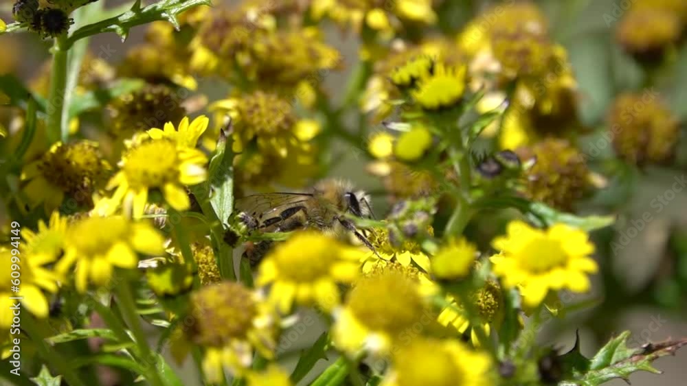 Bee on yellow flowers close up, Nepal
Close up shot from Nepal,2023, slow motion
Bee on yellow flowers close up, Nepal
Close up shot from Nepal,2023, slow motion