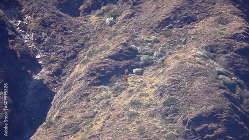 Bearded vulture raptor flying and turning with forest in background
Slow motion shit from Nepal, 2023
