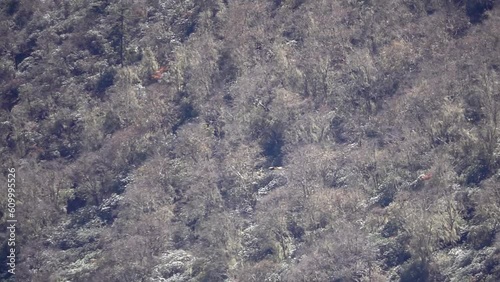 Bearded vulture raptor flying with forest in background
Slow motion shit from Nepal, 2023
