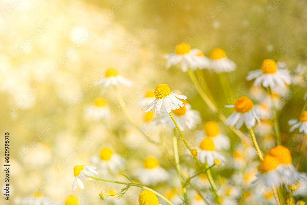 Field wild chamomile. Spring or summer blossom blooming. Field flower. Copy space