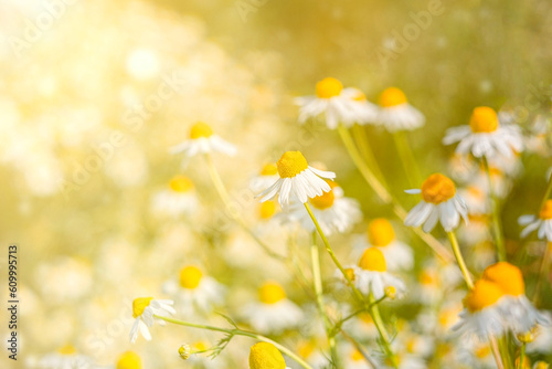 Fototapeta Naklejka Na Ścianę i Meble -  Field wild chamomile. Spring or summer blossom blooming. Field flower. Copy space