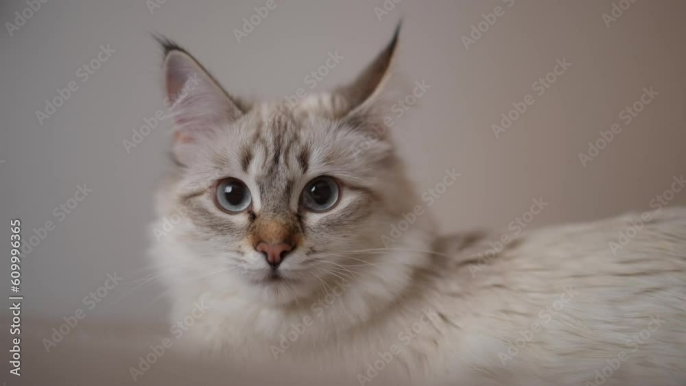 Closeup face of fluffy cat looking at camera turning away in slow motion. Close-up portrait of furry beige fawn kitten posing at home indoors Closeup face of fluffy cat looking at camera turning away in slow motion. Close-up portrait of furry beige fawn kitten posing at home indoors