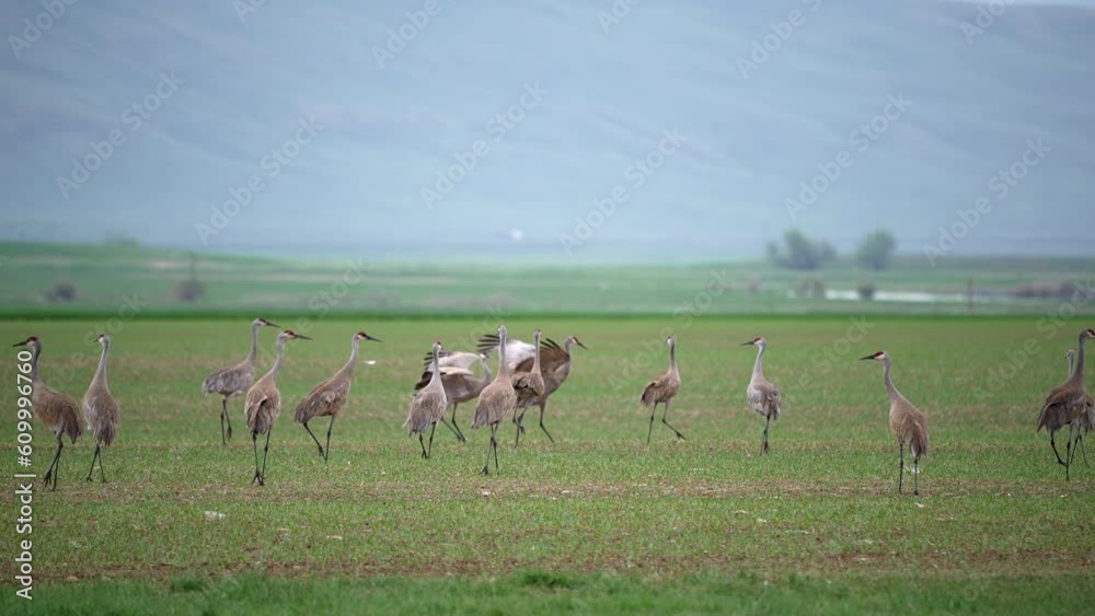Sandhill Cranes jumping and flapping their wings in a pasture in Wyoming.