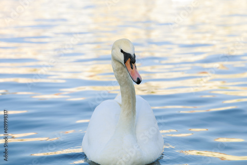 One white swan close-up swimming in the water on a lake. Beautiful water goose.