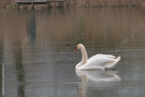 dorosły duży łabędź pływający po jeziorze