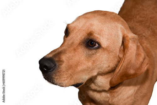 Labrador