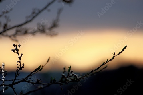 pąki drzewa na tle zachodzącego słońca