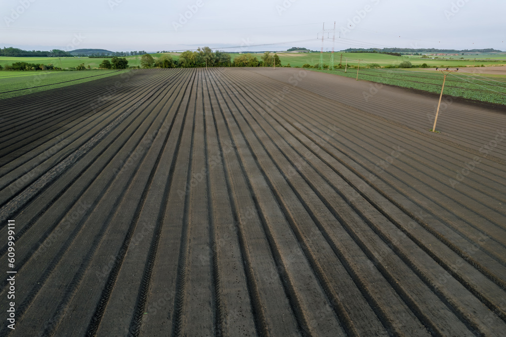 Fototapeta premium Grain crops are sown in even rows on the field, electric wires pass through the field, electricity transmission. Place for writing text.