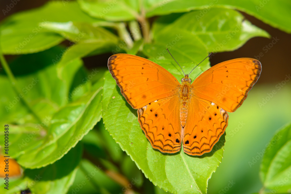 Obraz premium Beautiful orange Cirrochroa aoris butterfly to green leaf in in Ban Krang Camp, Kaeng Krachan National Park in Thailand.