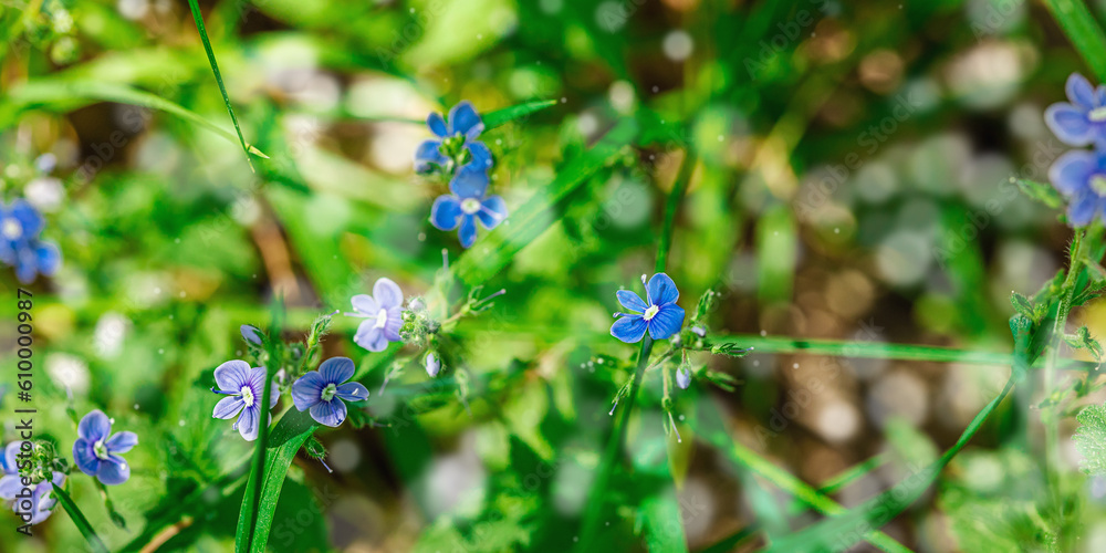 Forget-me-not flower growing in nature. Forest, wildlife, outdoor concept. Beauty blooming Forget-me-not flower growing in nature. Forest, wildlife, outdoor concept. Beauty blooming