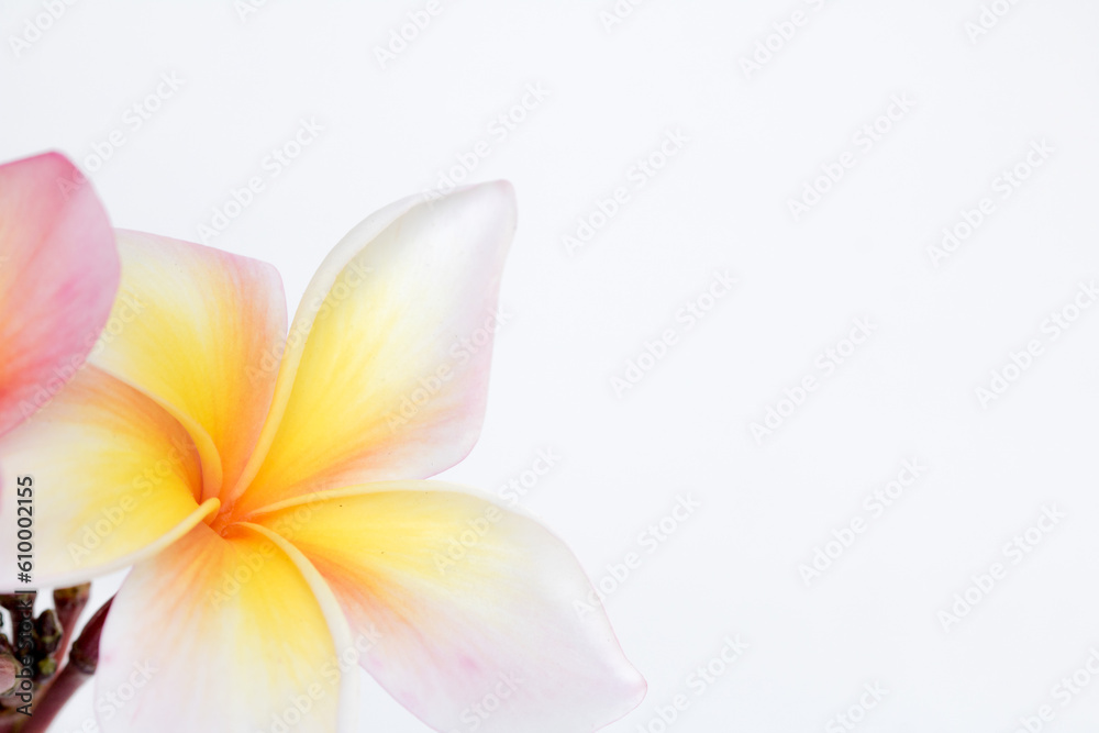 Many frangipani flowers are beautiful on a white background. with copy space