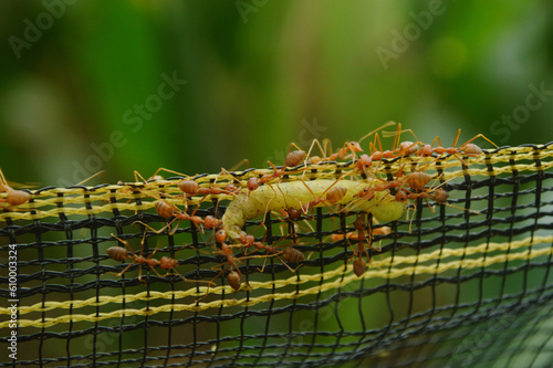 Closeup Red Ants bring together worm on paranet for some food
