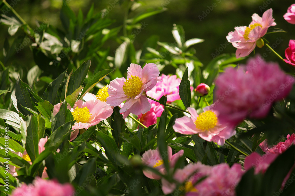 beautiful pions in the garden beautiful pions in the garden