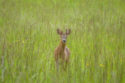 portrait of a pretty roe deer amongst grasses and buttercups