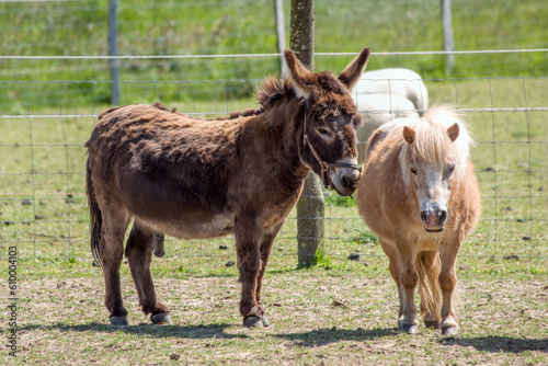 pretty brown donkey with small brown pony