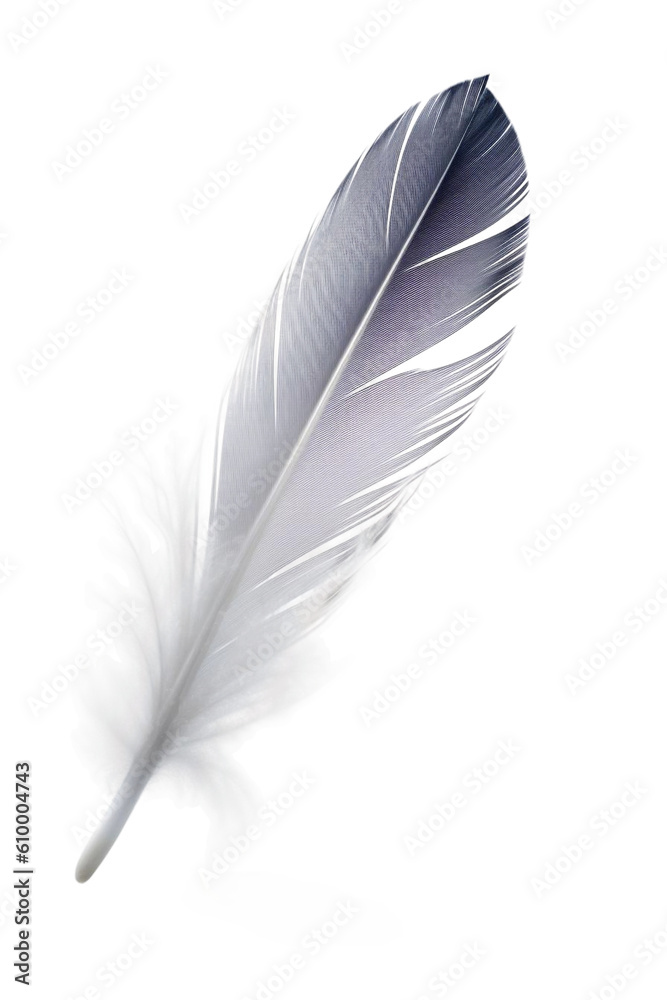 feather isolated on white feather isolated on white