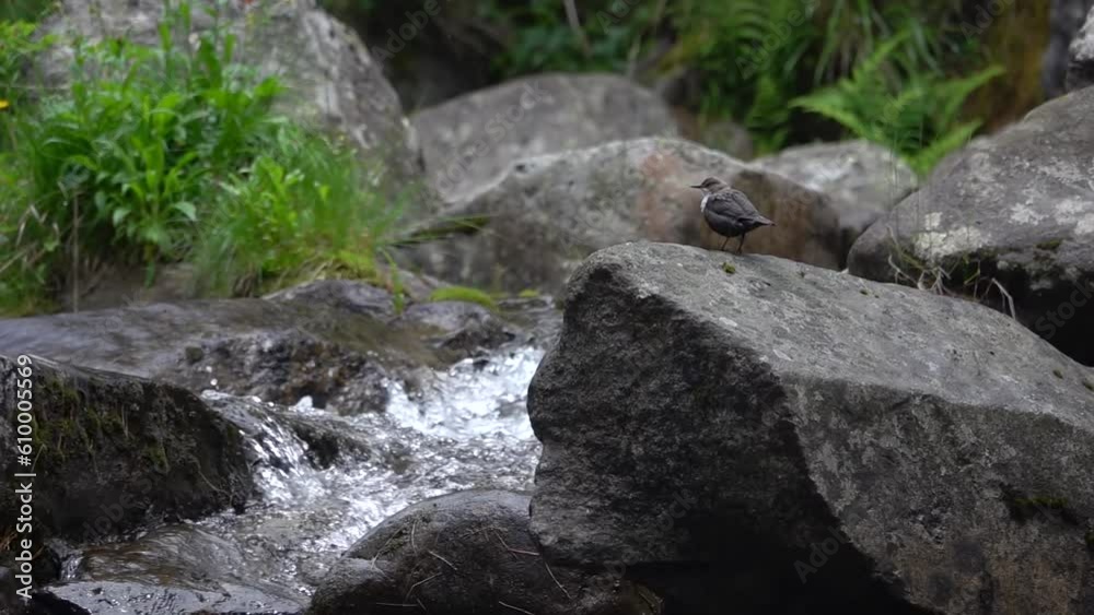 Dipper bird on dark rock next to water stream
Tele slow motion shot, 2023
Dipper bird on dark rock next to water stream
Tele slow motion shot, 2023