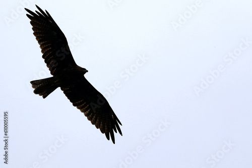 Eagle flying, Ladakh, Jammu and Kashmir, India