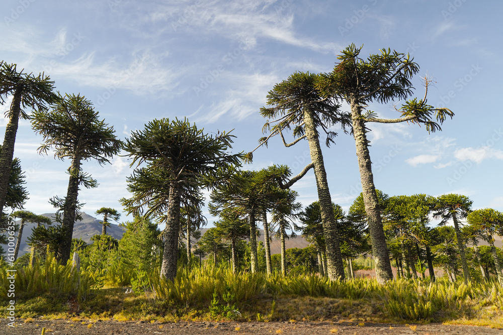 panoramic view of native araucaria forest, Conguillio National Park, Chile