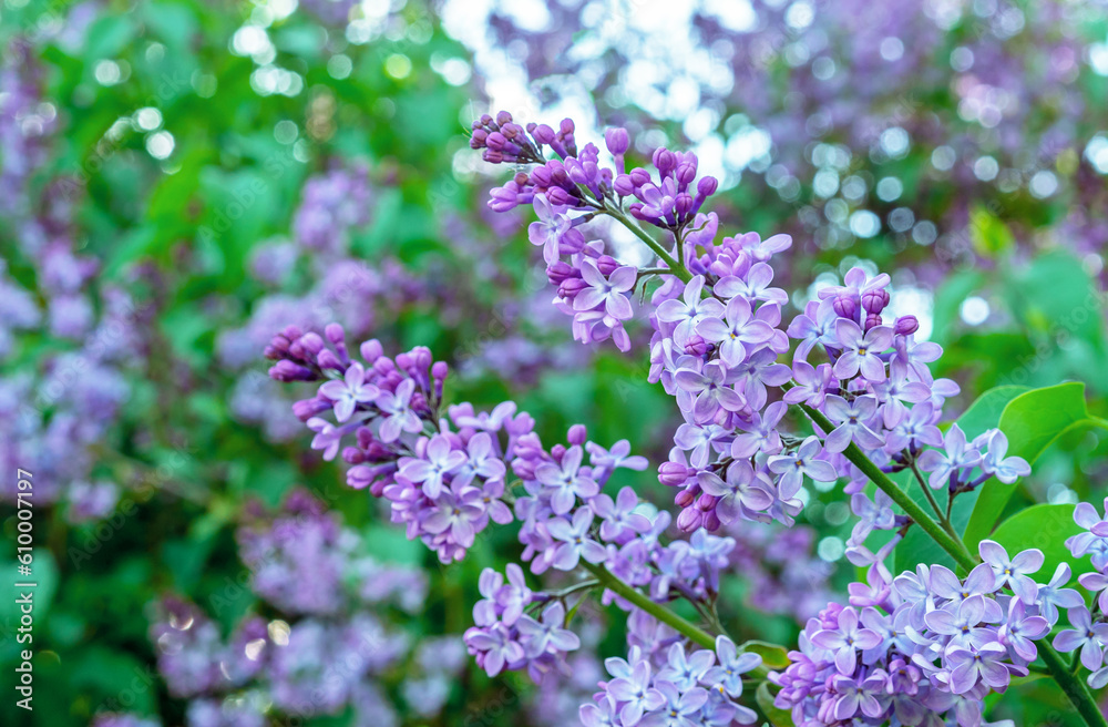 Purple lilac flower with green leaves. Blooming lilac bush with tender flowers. Purple lilac flower on the bush. Spring time. Purple lilac flower with green leaves. Blooming lilac bush with tender flowers. Purple lilac flower on the bush. Spring time.