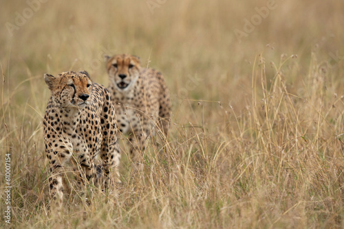 A pair of Cheetah walking in savannah at Masai Mara, Kenya
