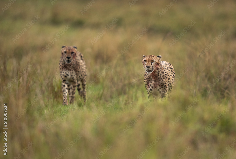 A pair of Cheetah on walk after having heavy meal at Masai Mara, Kenya A pair of Cheetah on walk after having heavy meal at Masai Mara, Kenya