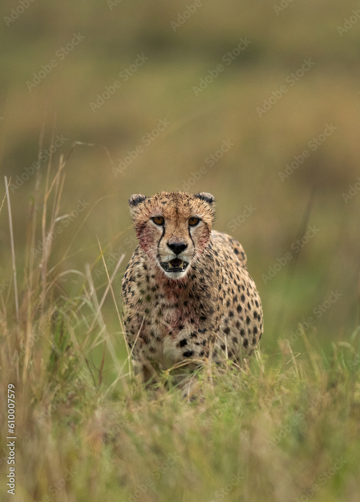 Naklejka premium Cheetah on walk after having heavy meal at Masai Mara, Kenya