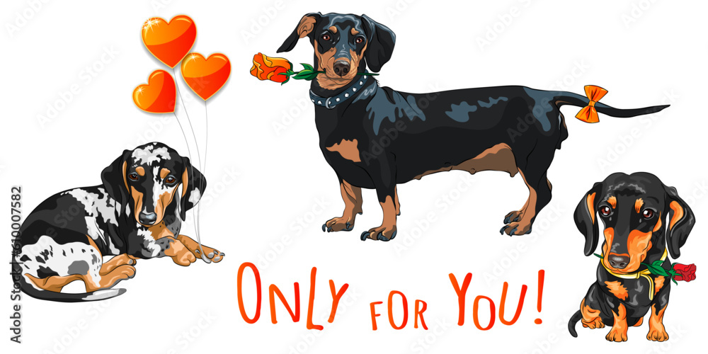 Set of Cute black dog dachshund with red rose