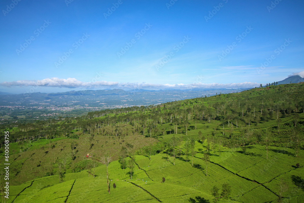 Tea plantation of Bedakah on the slopes of Mount Sindoro and Mount Kembang. Seen in the morning from the top of Mount Cilik, Wonosobo, Central Java, Indonesia