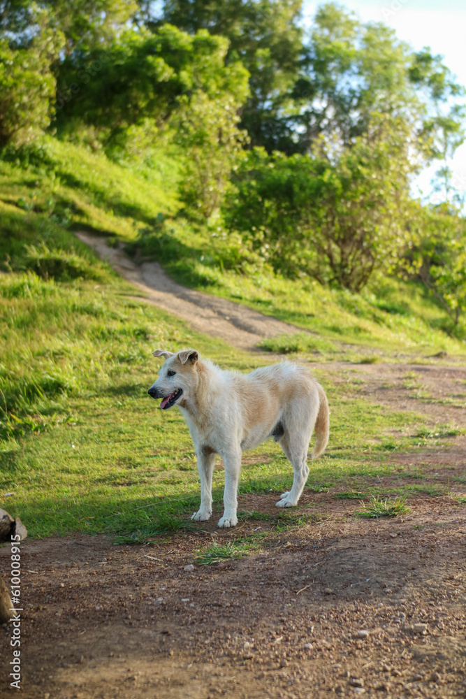 Pengilon hill guard dog. His name is kapu Pengilon hill guard dog. His name is kapu