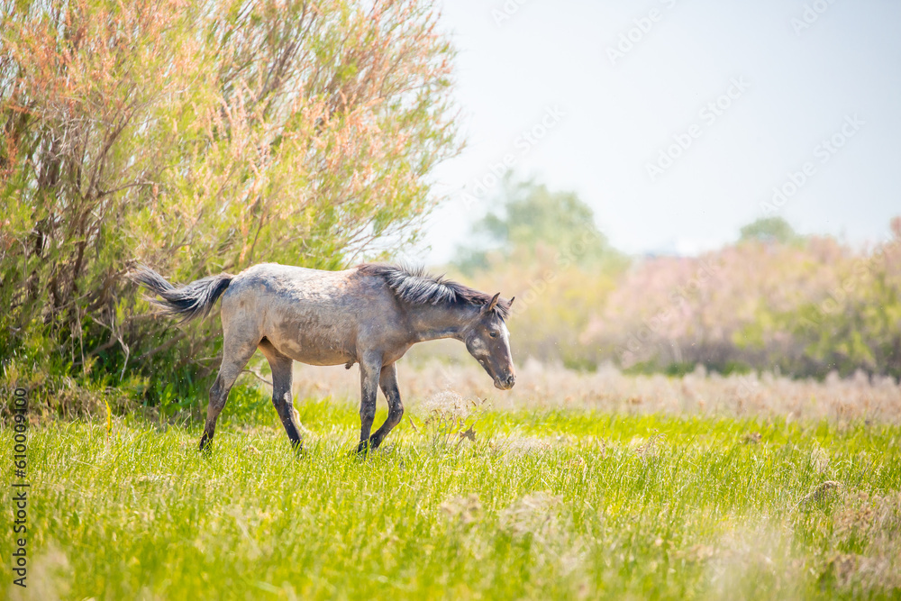A herd of horses graze in the meadow in summer, eat grass, walk and frolic. Pregnant horses and foals, livestock breeding concept. A herd of horses graze in the meadow in summer, eat grass, walk and frolic. Pregnant horses and foals, livestock breeding concept.