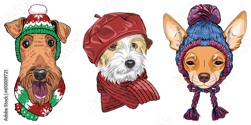 Set of hipster dogs in warm winter knitted hats and scarves. Airedale Terrier, Jack Russell Terrier and Chihuahua.