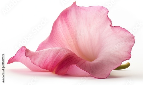  a pink flower with a white background and a pink flower with a white background and a pink flower with a white background and a pink flower with a white background. generative ai