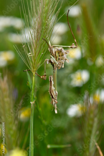 Conehead mantis // Haubenfangschrecke (Empusa fasciata) - Greece