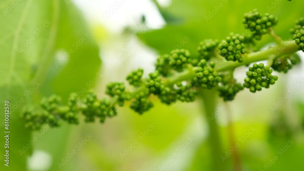 Small grapes just starting to grow Small grapes just starting to grow