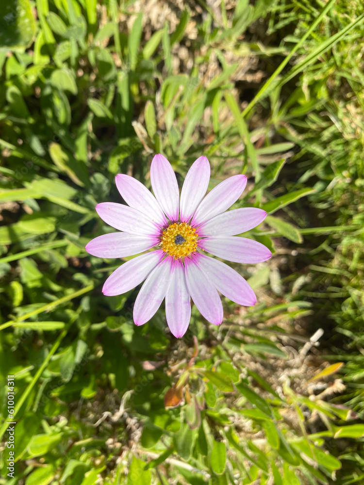 Pink cosmos flower Pink cosmos flower