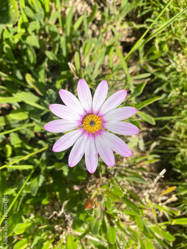 Pink cosmos flower