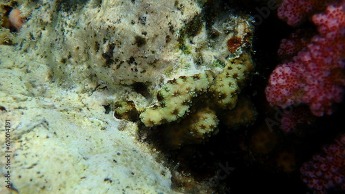 Knob coral  Dipsastraea pallida  undersea  Red Sea  Egypt  Sharm El Sheikh  Nabq Bay