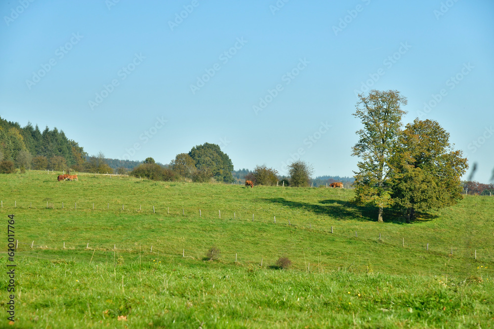 Sapinière et arbres isolés au milieu des prairies sur l'une des collines environnantes de Vielsalm
