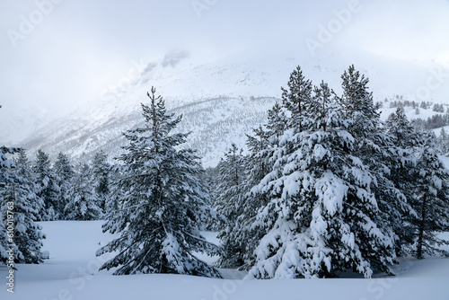 Snowing in a Pine forest in winter in Riaño and Mampodre mountains in the north of Spain. European peaks.
